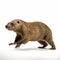 Professional Photo Of Muskrat In Motion On White Background