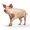 Professional Photo Of A Young Pig In Motion On White Background