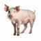 Professional Photo Of Young Pig In Movement - Uhd Image