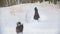 Professional rider - longhaired female riding a black horse through the drifts in the winter forest