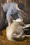 Professional sheep shearer wrestling with sheep in a Connecticut barn