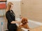 Professional skilled groomer carefully wash the teacup Poodle dog in bath, before grooming procedure