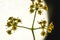 Professional Studio Macro close up photograph of Dill plant flowers