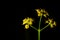 Professional Studio Macro close up photograph of tinny Yellow Dill plant flowers