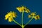 Professional Studio Macro close up photograph of tinny Yellow Dill plant flowers