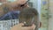 Professional stylist cuts a little boy`s hair with scissors in barbershop