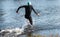 Professional triathlete swimming in river& x27;s open water. Man wearing swim equipment practicing triathlon on the beach in