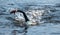 Professional triathlete swimming in river's open water. Man wearing swim equipment practicing triathlon on the beach in