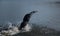 Professional triathlete swimming in river's open water. Man wearing swim equipment practicing triathlon on the beach in