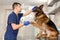 A professional vet doctor examines a large adult dog breed German Shepherd. A young caucasian male vet works in a veterinary