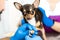 A professional veterinarian cuts the claws of a small dog of the Chihuahua breed on a manipulation table in a medical clinic. Pet