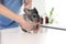 Professional veterinarian examining chinchilla in clinic, closeup