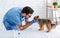 Professional veterinarian making little dog`s checkup in animal clinic