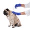 Professional veterinarian vaccinating cute pug dog on white background