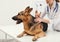 Professional veterinarian vaccinating German Shepherd dog