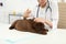 Professional veterinarian vaccinating Labrador puppy
