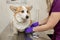 Professional veterinarian vaccines corgi breed dog in veterinary clinic