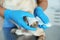 Professional veterinarian wrapping dog`s paw with bandage in clinic, closeup