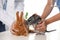 Professional veterinarians examining bunny and chinchilla in clinic