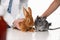 Professional veterinarians examining bunny and chinchilla in clinic, closeup