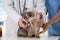 Professional veterinarians examining cat in clinic