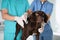 Professional veterinarians examining dog in clinic