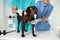 Professional veterinarians examining dog in clinic