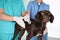 Professional veterinarians examining dog in clinic