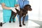 Professional veterinarians examining dog in clinic