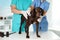 Professional veterinarians examining dog in clinic