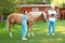 Professional veterinarians examining palomino horse on sunny day