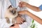 Professional veterinarians vaccinating cat in clinic