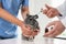 Professional veterinarians vaccinating chinchilla in clinic, closeup