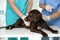 Professional veterinarians vaccinating dog in clinic