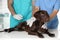 Professional veterinarians vaccinating dog in clinic