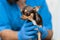 Professional veterinary examination of a small dog of the Chihuahua breed in a veterinary clinic. Pet health