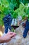 Professional wine tasting on winery, glass with dry red wine and ripe grapevine on vineyards in Lazio, Italy