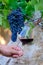 Professional wine tasting on winery, glass with dry red wine and ripe grapevine on vineyards in Lazio, Italy