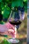 Professional wine tasting on winery, glass with dry red wine and ripe grapevine on vineyards in Lazio, Italy