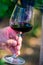 Professional wine tasting on winery, glass with dry red wine and ripe grapevine on vineyards in Lazio, Italy