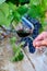 Professional wine tasting on winery, glass with dry red wine and ripe grapevine on vineyards in Lazio, Italy