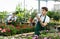 Professional young male florist checking potted Osteospermum Ecklonis flower in greenhouse