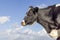 Profil cow portrait, a calm mighty mature milker head and a blue sky background