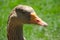 Profil of a gray goose