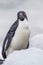 Profile of adelie penguin in Antarctica