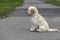Profile of an Adorable Maltipoo Puppy