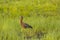 Profile of Adult Glossy Ibis