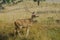 Profile of Adult Male Chital Spotted Deer