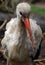 Profile of adult sandhill crane