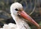 Profile of adult sandhill crane